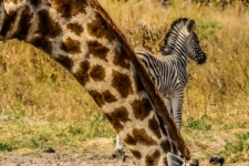sesalci/mammals