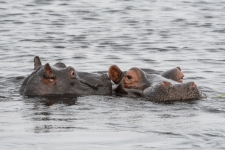 sesalci/mammals