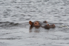 sesalci/mammals