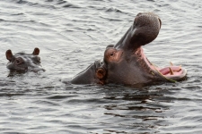 sesalci/mammals