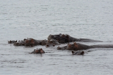 sesalci/mammals