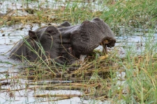 sesalci/mammals