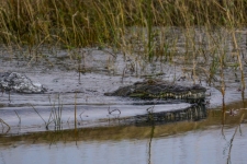 sesalci/mammals