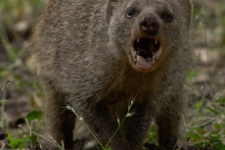 sesalci/mammals