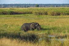 sesalci/mammals