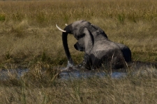 sesalci/mammals