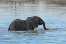 sesalci/mammals