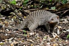 sesalci/mammals