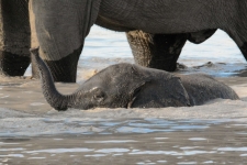 sesalci/mammals