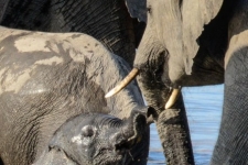 sesalci/mammals