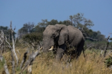 sesalci/mammals