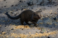 sesalci/mammals
