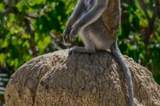 sesalci/mammals
