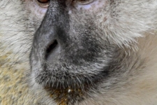 sesalci/mammals