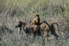 sesalci/mammals