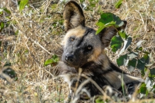 sesalci/mammals