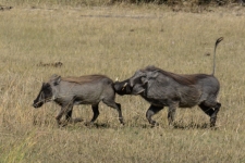 sesalci/mammals