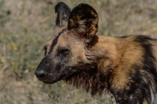 sesalci/mammals
