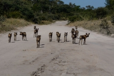 sesalci/mammals