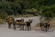 sesalci/mammals