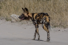 sesalci/mammals