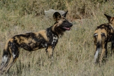 sesalci/mammals
