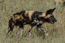 sesalci/mammals