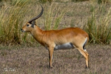 sesalci/mammals