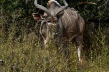sesalci/mammals