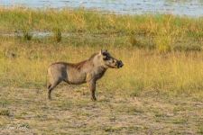 sesalci/mammals