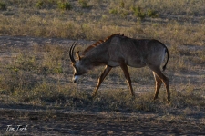 sesalci/mammals