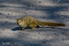 sesalci/mammals