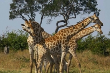 sesalci/mammals