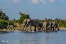 sesalci/mammals