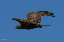ptiči/birds