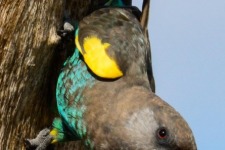 ptiči/birds
