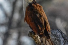 ptiči/birds