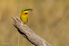 ptiči/birds