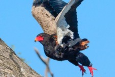 ptiči/birds