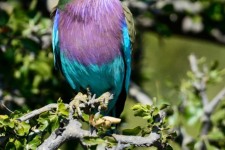 ptiči/birds