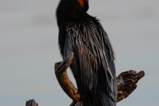 ptiči/birds