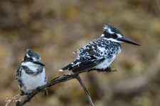 ptiči/birds