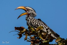 ptiči/birds