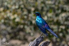ptiči/birds