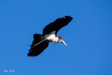 ptiči/birds