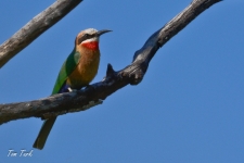 ptiči/birds