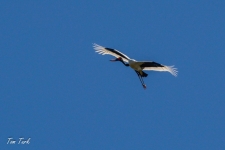 ptiči/birds
