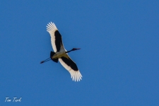 ptiči/birds
