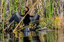 ptiči/birds