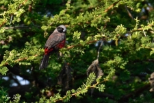 ptiči/birds
